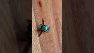 ENJOY!!! AMAZING METALIC GREEN DUNG BEETLE IN FLIGHT! SLOW MOTION!