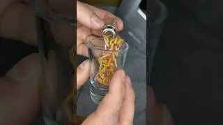 Asticots pour la peche aux carpe! #fishingvideo #carpefishing