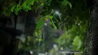 1 Hour Rain on Window | Sleep, Study, Relax (No Music)