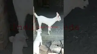 teddy #trending #business  #goatfarming #indusbreeds