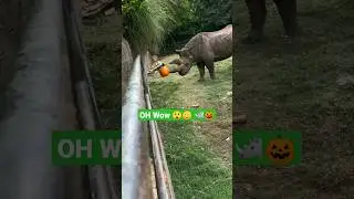Rhino play with 🎃🦏🤠 #new #insane #amazing #rhino