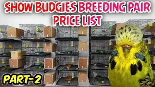 Show Quality Budgies Breeding Pair | Price List | Part-2 | தமிழில் | Fancy Birds Chennai