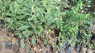 B&aacute;n c&acirc;y dẻ hạt giống 0977973535