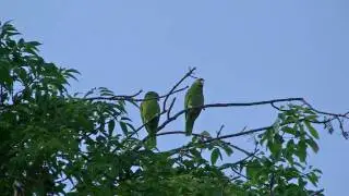 Birds of San Diego