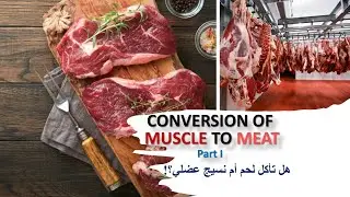 Lecture 10 (Part I): CONVERSION OF MUSCLE TO MEAT           !هل تأكل لحم أم نسيج عضلي؟