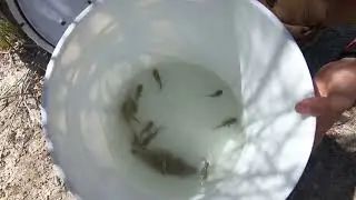 Relict Leopard Frog Release