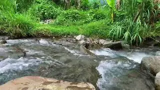 Forest Stream Flowing Sound 24/7. Relaxing Waterfall Sounds. Water White Noise for Sleep or Relax.