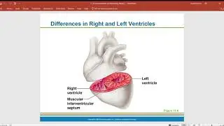 Anatomy of the heart