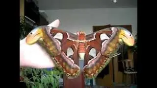 The 2e Biggest Butterfly in the world Attacus Atlas / Papillon g&eacute;ant Attacus Atlas