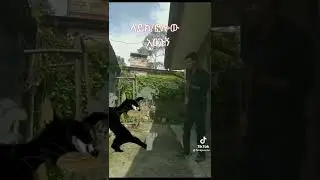 Tom And Jerry In Real Life 6 - Funny Butch Cat