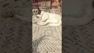 1cutepuppy, puppy, dog, dogshorts #cutedog #viral #video #short #trending #dogs