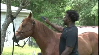 Kendell Beckwith and his horses
