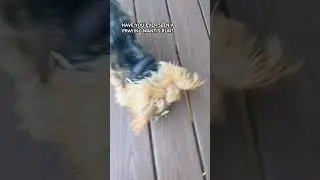 СОБАКА ПРОТИВ БОГОМОЛА🤣 #шорты #комедия