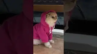 #catlovers #catshorts #catclothes