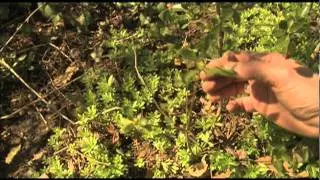 Radical Rejuvenation of Old Azaleas
