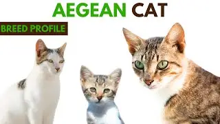Aegean Cat Breed Profile History - Traits - Price - Aegean  Grooming Needs - Lifespan