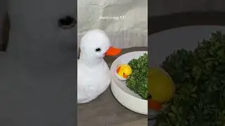 Mama Duck goes on an Easter egg hunt! 🦢