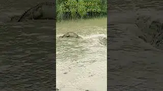 Странное существо, пойманное на камеру