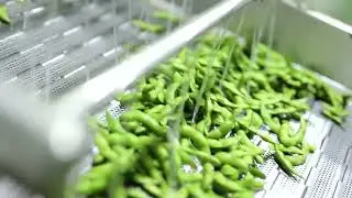 Edamame processing line ( frozen soybean )