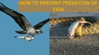 6 Effective Ways to Protect Your Fish Farm From Predators