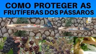2 DICAS INFALÍVEIS PARA AFASTAREM PÁSSAROS DAS FRUTÍFERAS. COMEDOURO PENEIRA e SACOLINHAS PLÁSTICAS.
