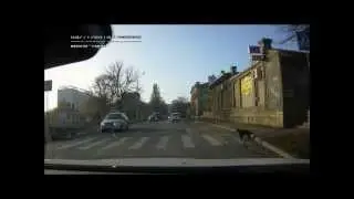 Собака и пешеходный переход / Dog Uses Crosswalk