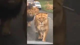 Biggest Lions species || Barbary lions of North Africa