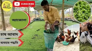 Azolla Cultivation || অ্যাজোলা চাষ || বিকল্প খাদ্য হিসেবে অ্যাজোলা || #azollafarming #greenmanure