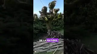 &Eacute;lagage arbres trognes #d&eacute;chets #jardin #valorisation