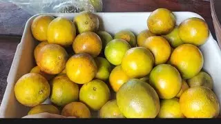 como conservar laranja 🍊 não mucha não secar até dois meses ou mais como pegar no Pé