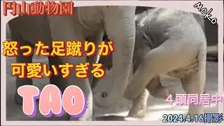 強気な【タオちゃん】降臨🐘４頭同居が落ち着き仔象らしさが戻りました♪