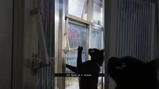 😼Cat agents on a mission😎#funny #usa #catfunny #pets