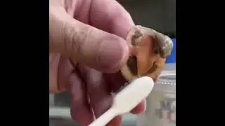 Funny Tortoise Laughing Being Tickled 😂🤣