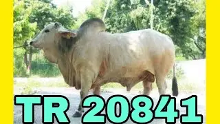 Tr 20841