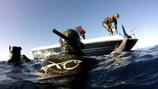 tuna 310kg .algeria record spearfishing