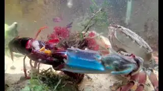 Swimming crab crush the crawfish in an instant！