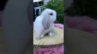 Fluffy King on His Throne 🐰👑