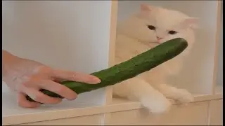 Funny cats scared of cucumbers | cat vs cucumber compilation | Funny Animals