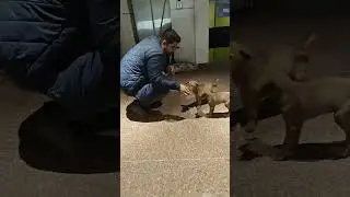 feeding Dog puppies#hungry#dog#dogs#puppy#puppies#india#trending#viral#shortvideo#streetdog#happy