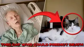 Meet Oscar This Cat Who Could Predict Death.