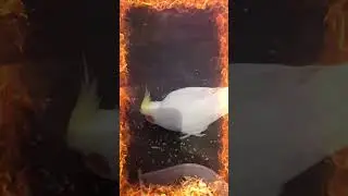 #cockatiel #bird #cockatielsofinstagram #birds #cockatiels #parrot #parrots #birdsofinstagram #birds