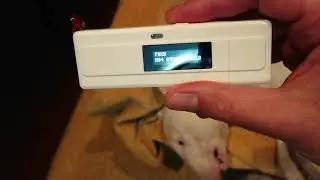 Тестируем сканер mod. RT10M, на микрочип собаки Дэнни Бультерьер