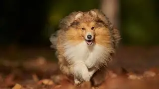 Raising a Happy and Well Adjusted Shetland Sheepdog Puppy Through Socialization