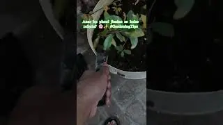Anar k phode ki care kaise karein? Easy Home Tips! Punicagranatum care tips #Gardening #Anar #yt