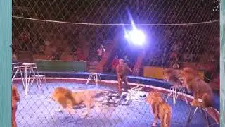 lion attack trainer