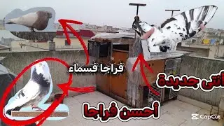 أحسن توليعا فسماء 😍+أنتى خرصان جديدة 👍دكور حيحو تبارك الله 😍