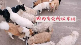 因为有爱，所以这些毛孩子才可以幸福下去。