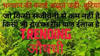 A true Beauty Of Nature🌿🍃। प्राकृतिक सौंदर्य।। amazing natural plants🌱। #nature#trebding