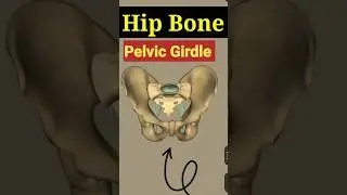 Pelvic Girdle #3d animation #shortvideo #shorts #short #neet