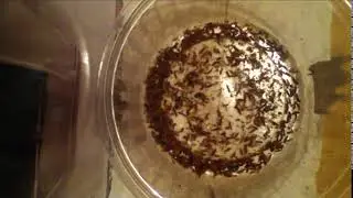 Attagenus Unicolor Colony 2019 Channel Trailer!